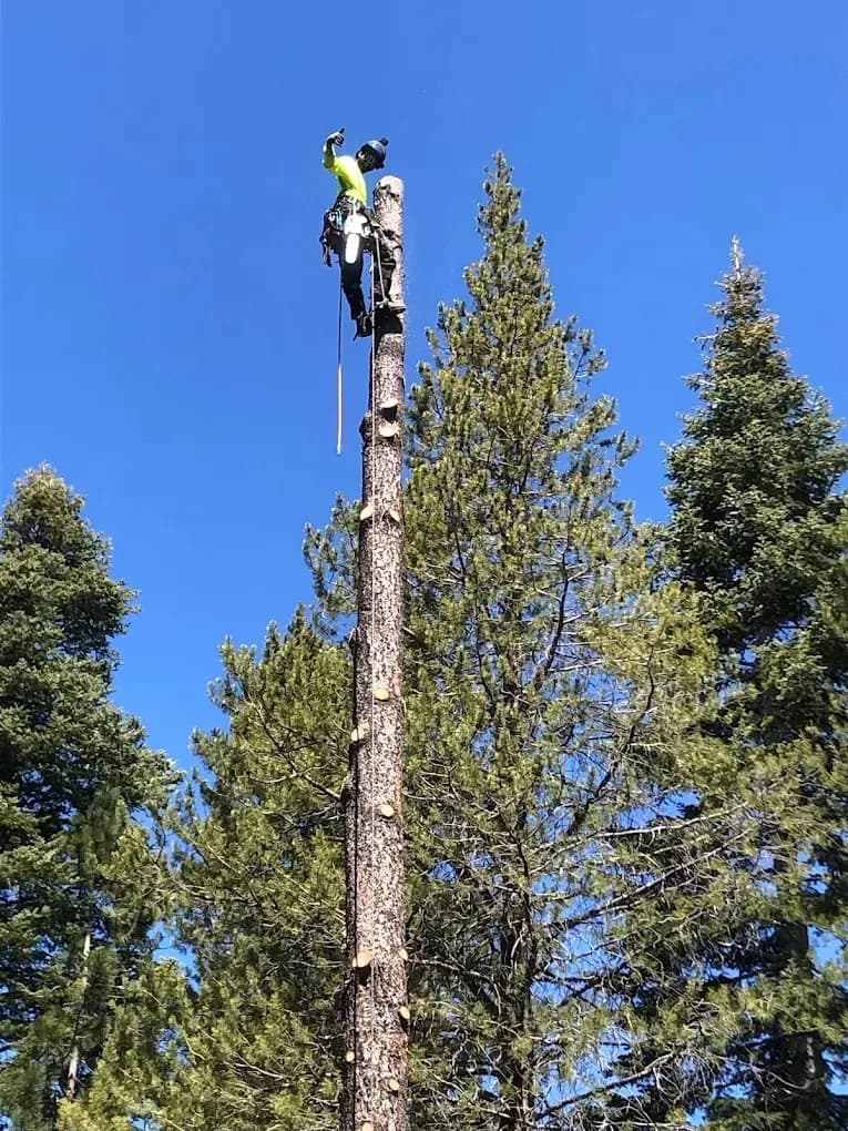 Eagle Tree Service project in the Reno/Tahoe area