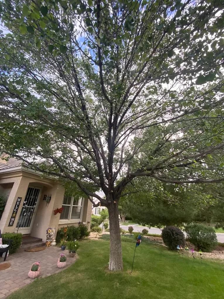 Eagle Tree Service project in the Reno/Tahoe area