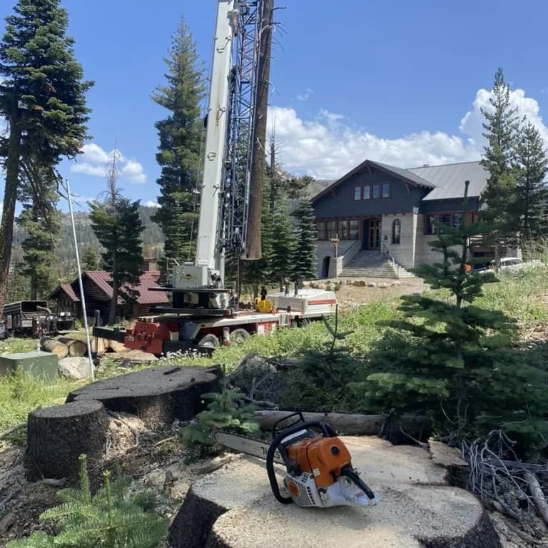 Tree stump removal project completed by Eagle Tree Service
