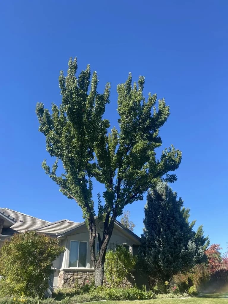 The same tree after arborist-level crown thinning and shaping
