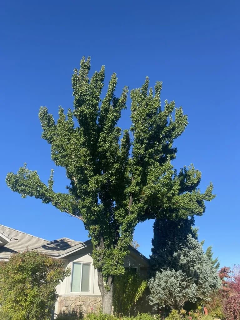 Overgrown tree before professional pruning by Eagle Tree Service